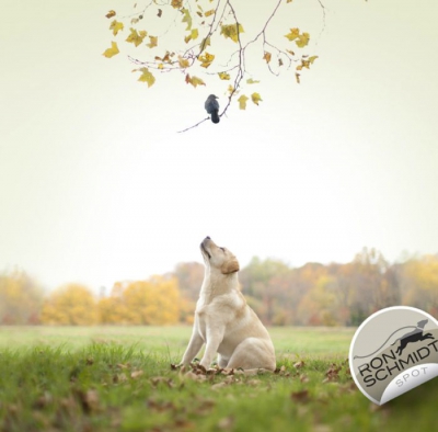 FOTOGRAFII amuzante cu căţei