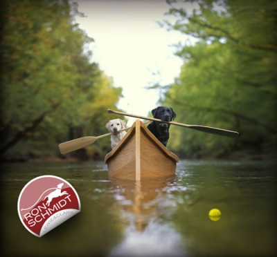 FOTOGRAFII amuzante cu căţei