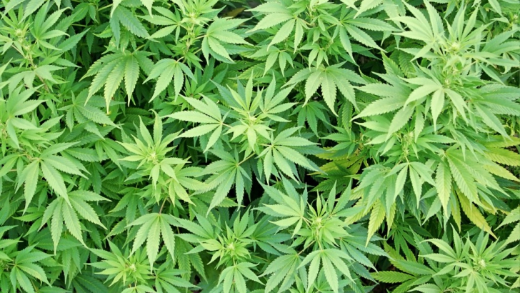Un doctorand verifica culturile de cannabis