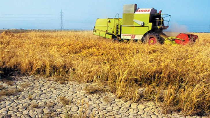 Se extinde SECETA la grâu şi porumb! Canicula lovește masiv în agricultorii români: avertismentul ANM/ Arhivă foto