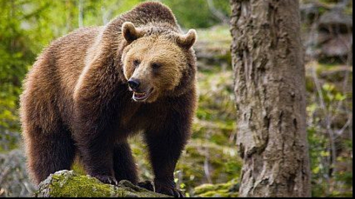 Pensiuni atacate de ursoaică, în stațiunea Cheia! Mai multe animale domestice, ucise