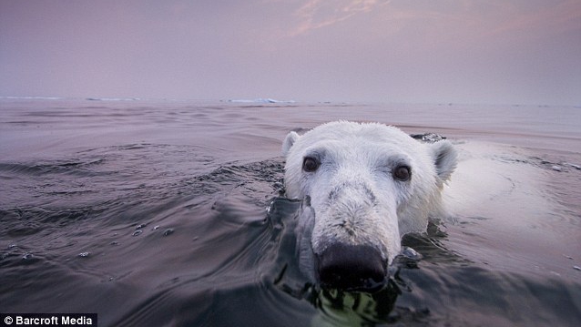 Urșii polari din sudul Groenlandei își rescriu rapid ADN‑ul pentru a supraviețui topirii gheții
