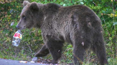 Intervenţie a jandarmilor la solicitarea unor turişti speriaţi de o ursoaică, la Cota 1400