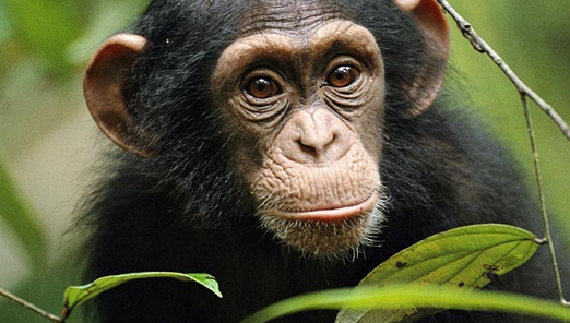 I s-a interzis accesul într-o grădină zoologică din Belgia din cauza “relației” cu un …cimpanzeu! Reacția femeii, halucinantă