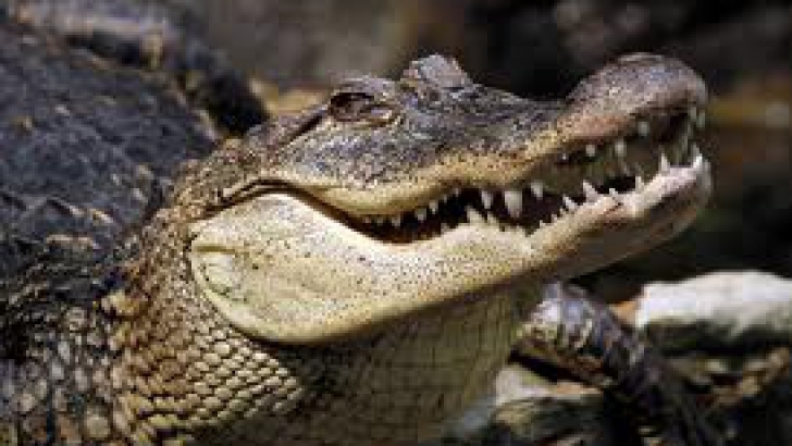 Un crocodil a alertat un oraş din Rusia