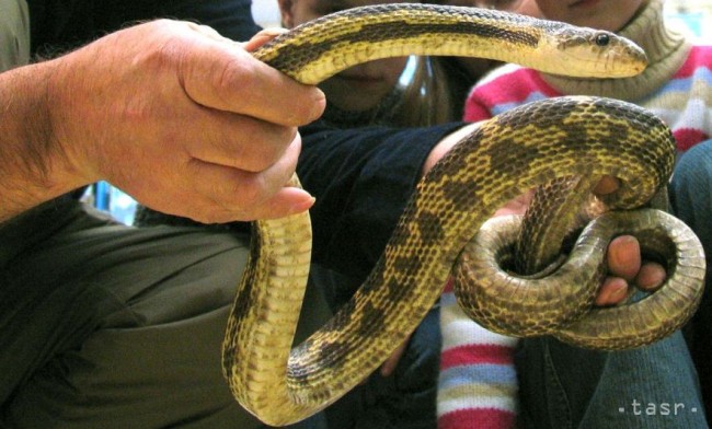 Avertismentul salvamontiştilor: Întâlnirile cu şerpii pe munte devin din ce în ce mai dese! Recomandări