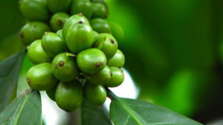 Extractul de CAFEA VERDE, aliatul curelor de slăbit / Foto: best-organic-supplements.com