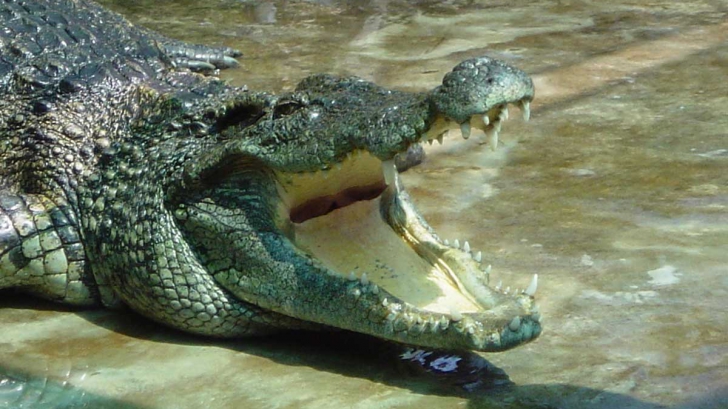 Un crocodil a fost ucis de un vizitator cu o piatră