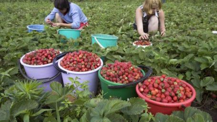 Fermele din Danemarca angajează căpșunari