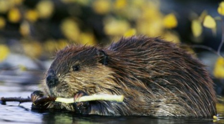 Cum au devenit castorii vinovații principali pentru dezastrul de la Salina Praid. Foto/Arhivă