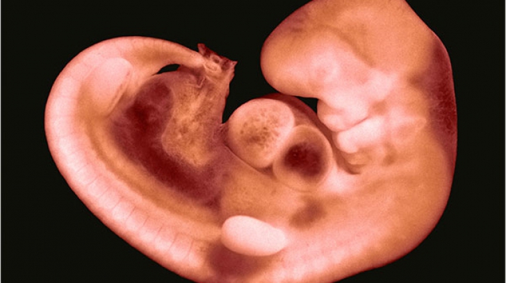 Un embrion a fost crescut în laborator timp de 2 săptămâni. Ce s-a întâmplat după aceea este şocant
