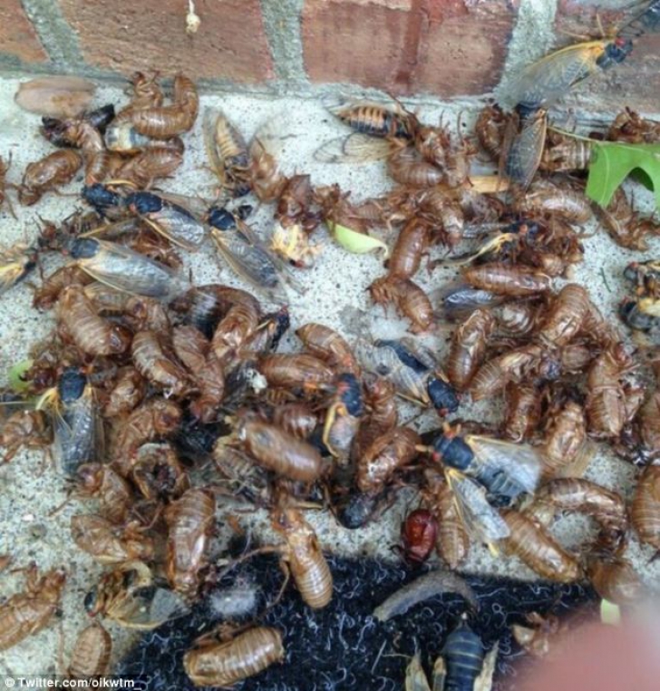 Invazie de cicade în SUA! Autoritățile gata să declare stare de alertă: Vor cădea ca bombele/ Arhivă foto