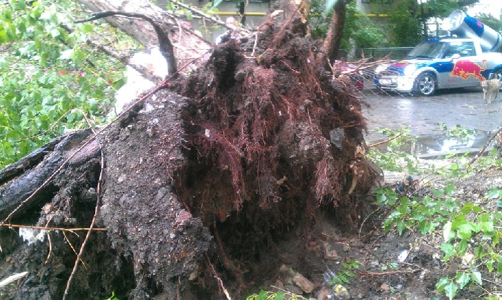 Copac căzut peste o maşină, din cauza vântului puternic