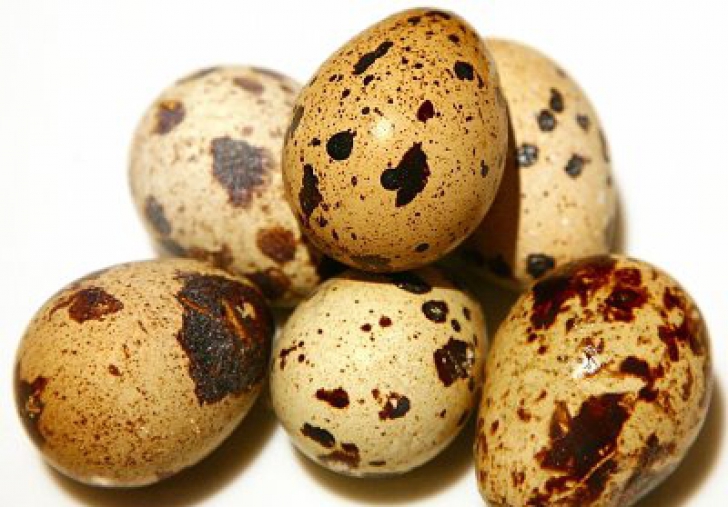 Descoperire surprinzătoare într-un ou de prepeliţă