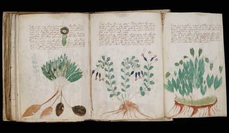 Cartea Voynich