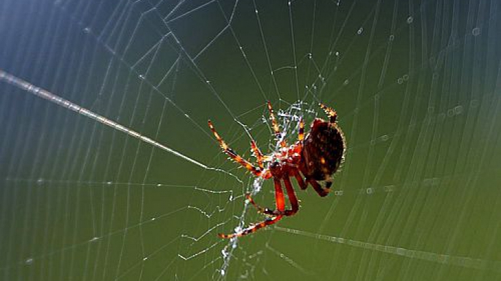 Soluții naturale împotriva insectelor: Ce e de făcut când te invadează muștele, țânțarii și păianjenii
