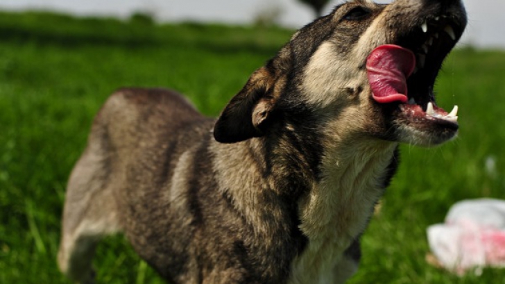 5 lucruri incredibile pe care câinii le simt despre tine