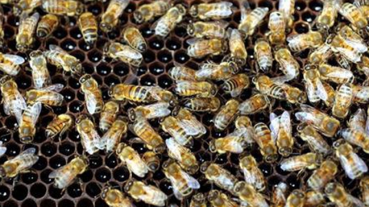 Femeia a trăit în casă cu 20.000 de albine
