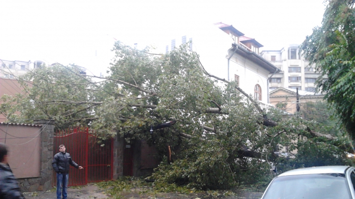 Trafic restricționat în București. Copaci, căzuți din cauza vântului puternic