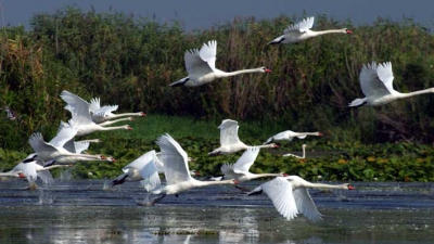 Singurul laboratul viu din Europa se află &icirc;n Delta Dunării