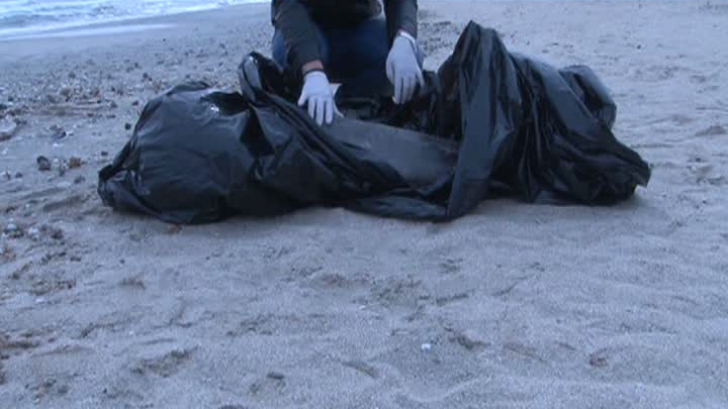 Delfin eşuat pe o plajă din Mamaia
