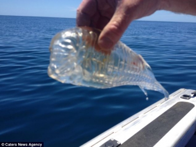 Captura incredibilă a unui pescar: un peşte complet transparent