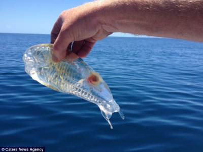 Captura incredibilă a unui pescar: un peşte complet transparent
