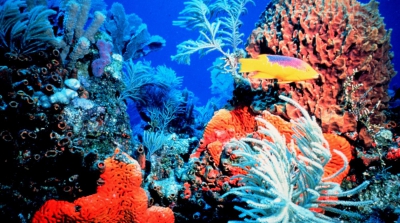 Avertisment ONU: Majoritatea coralilor din Caraibe ar putea dispărea în 20 de ani