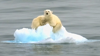 O noapte alături de un urs polar, distracţia care face furori în Franța