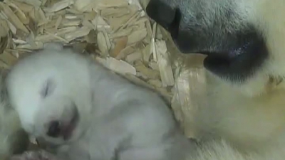 Momentul UNIC în care doi pui de urs polar deschid ochii pentru prima dată