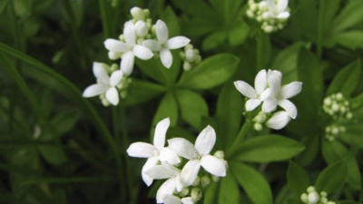 8 ingrediente afrodiziace pentru armonie &icirc;n cuplu