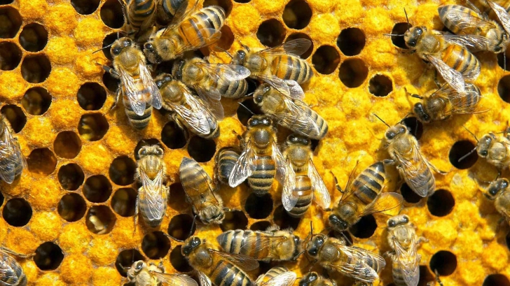 Cercetători australieni atașează senzori la albine pentru a stopa îmbolnăvirea lor