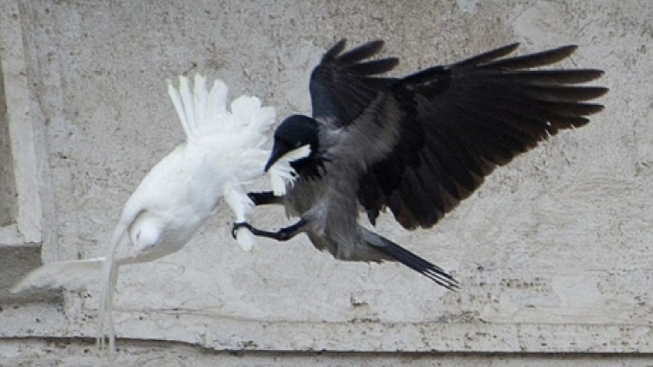 Atacul ciorii asupra unuia dintre porumbei