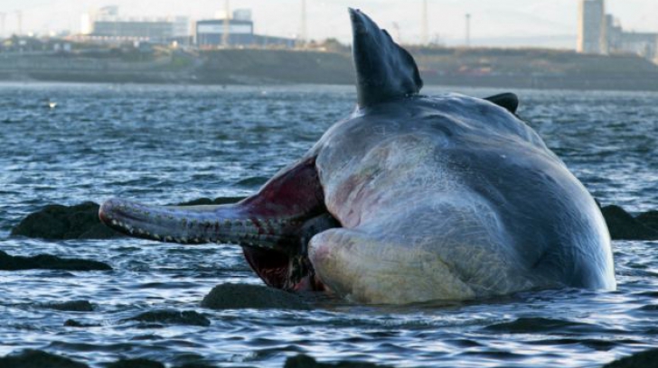 Balena are aproximativ 13,7 metri si se crede ca a fost lovită de elicea unei nave