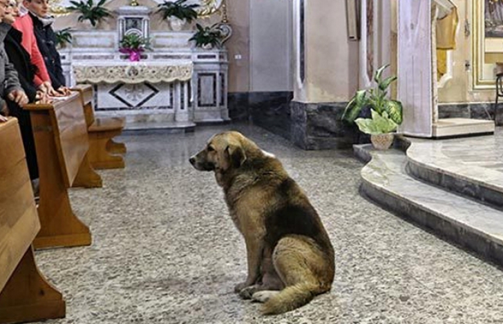 Tommy, câinele care vine zilnic la biserică, în speranţa că-şi va revedea stăpâna