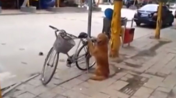 Clipul care uimit lumea. Un câine păzeşte bicicleta. Ce se întâmplă când vine stăpânul e INCREDIBIL