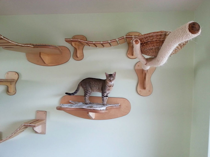 Cele mai creative case pentru pisici