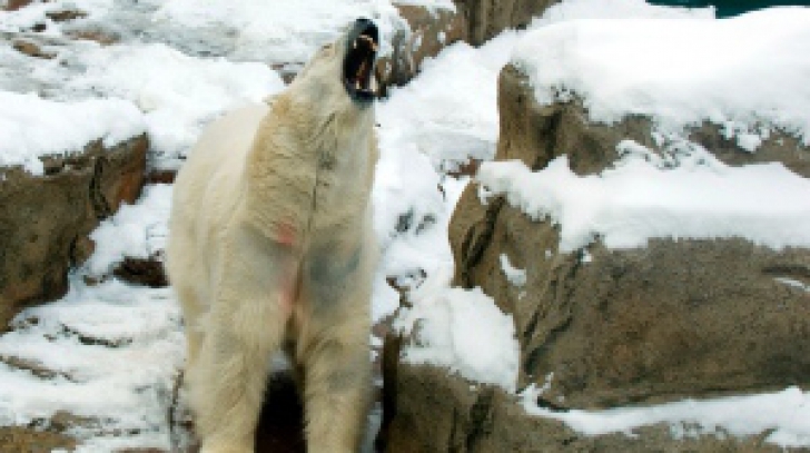 Ursul polar de la grădina zoologică din Chicago, afectat şi el de gerul din SUA