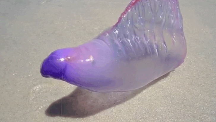 Creatură bizară descoperită pe o plajă din Brazilia