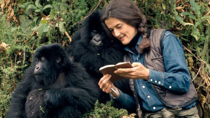 Dian Fossey, o viață închinată studierii gorilelor