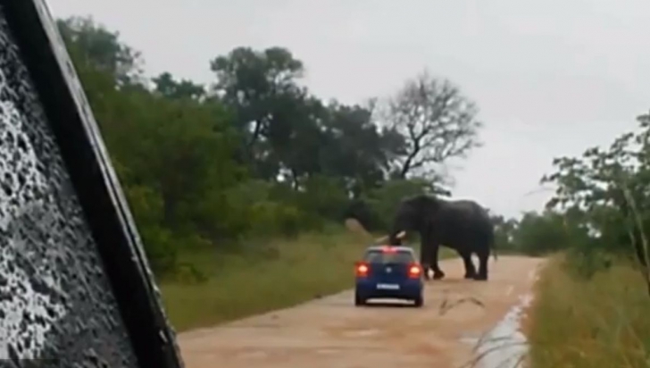 Un elefant dintr-o rezrvaţie din Africa de Sud a atacat şi a răsturnat o maşină în care se aflau doi turişti