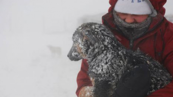 Câinii de la adăpostul Glina, în pericol de îngheţ
