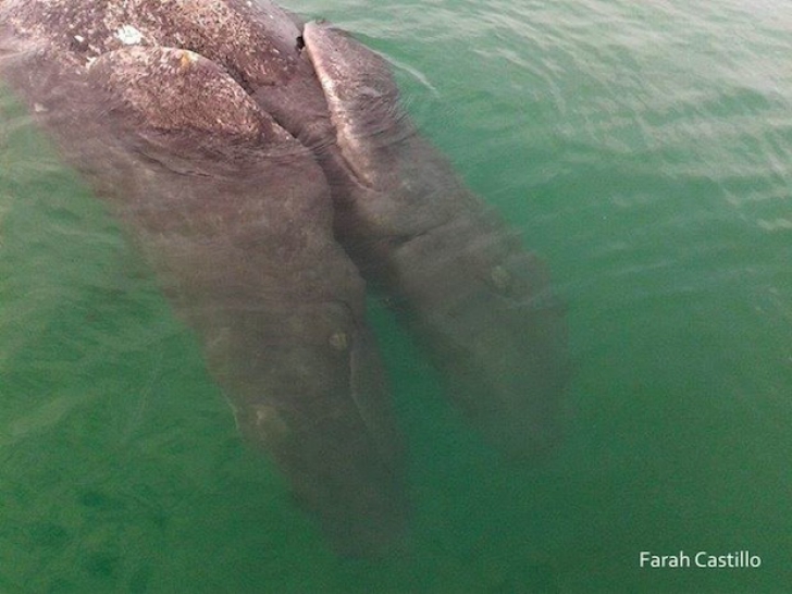 Doi pui de balenă cenuştie s-au născut lipiţi unul de celălalt