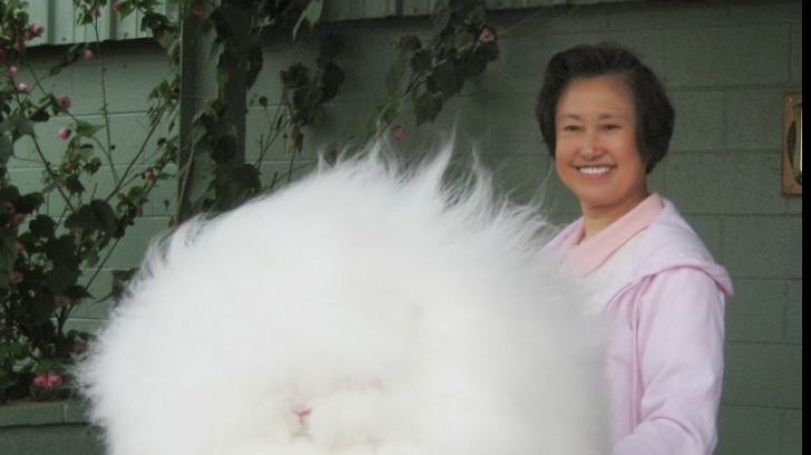 Iepurele de Angora