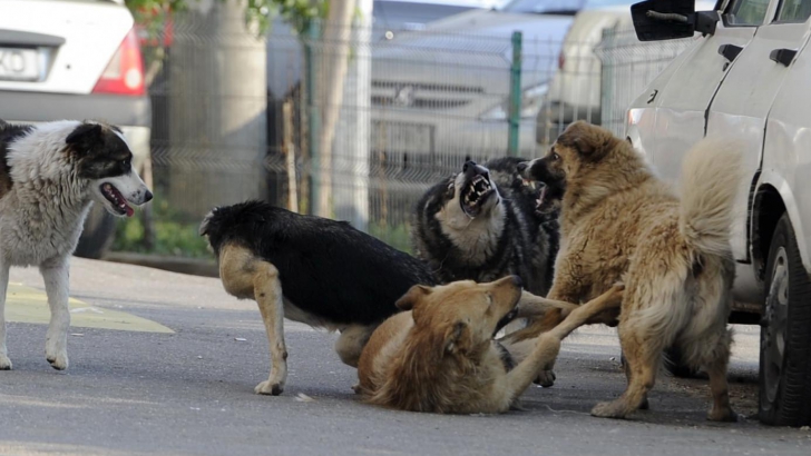 NOU INCIDENT în Gara de Nord din Timişoara: Tânăr ATACAT de o haită de câini 