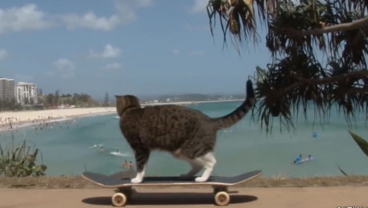 Didga, pisica pe skateboard