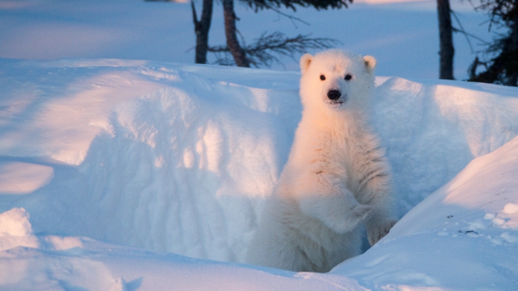 Un pui de urs polar topeşte inimile canadiene. IMAGINI EMOŢIONANTE
