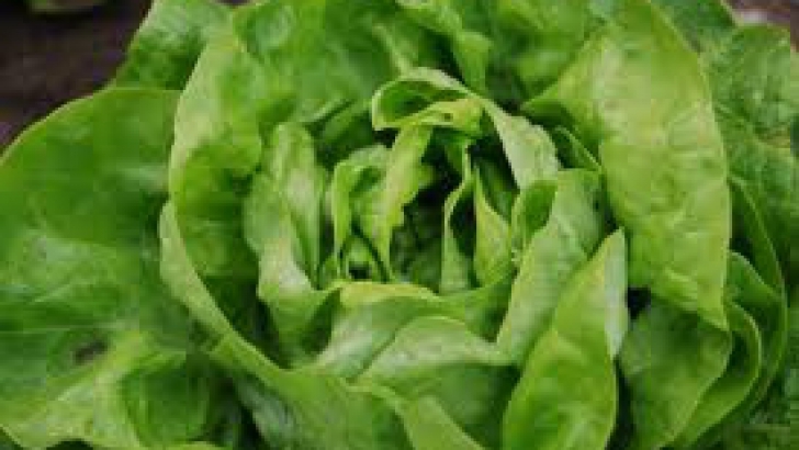 Atenţie la salata verde din piaţă