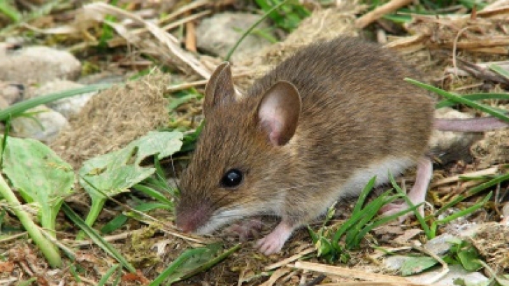 Invazie de şoareci în Timiş