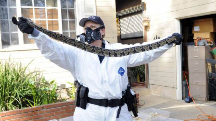 Sute de șerpi au fost găsiți în casa unui profesor american